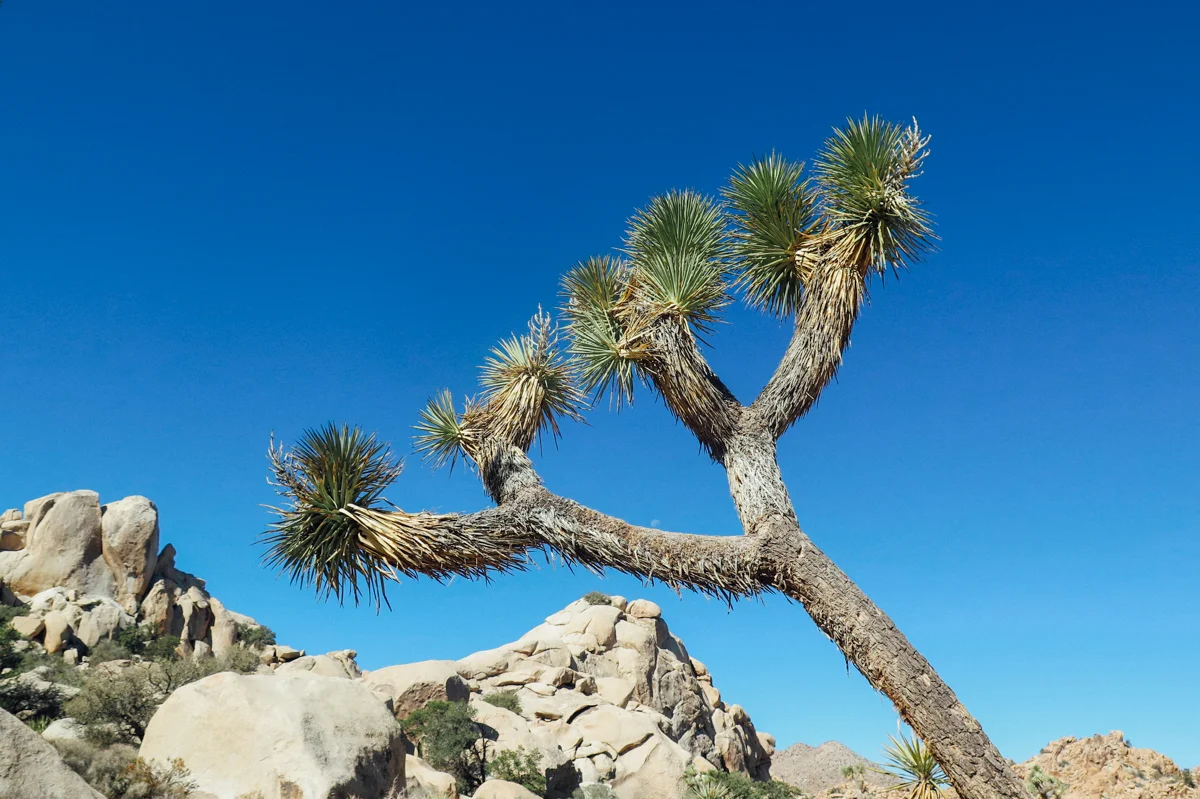Joshua Tree National Park, CA