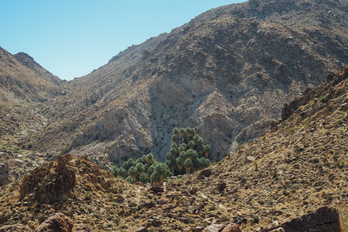Fourtynine Palms Oasis - Joshua Tree, CA