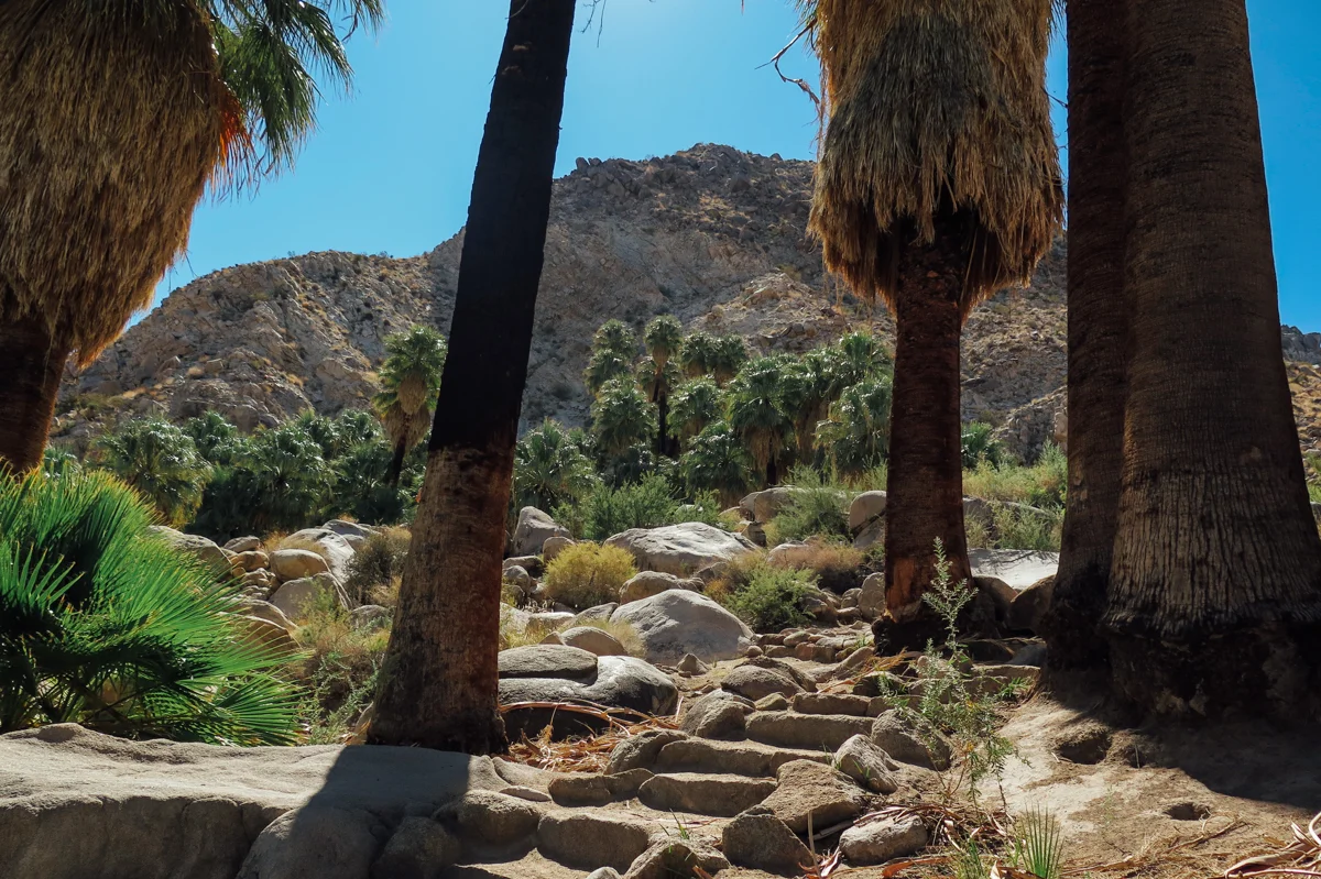 Fourtynine Palms Oasis - Joshua Tree, CA
