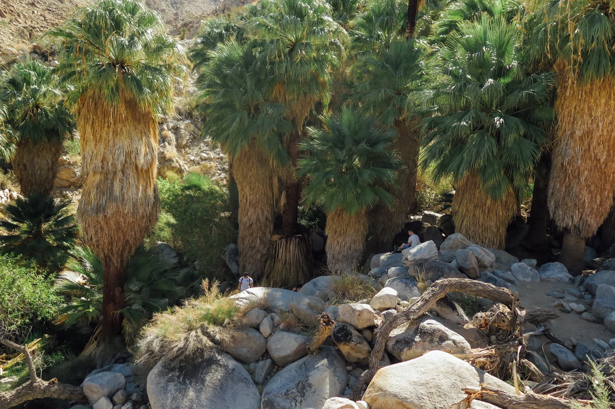 Fourtynine Palms Oasis - Joshua Tree, CA