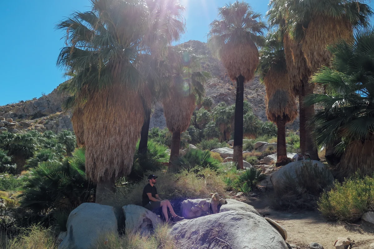 Fourtynine Palms Oasis - Joshua Tree, CA