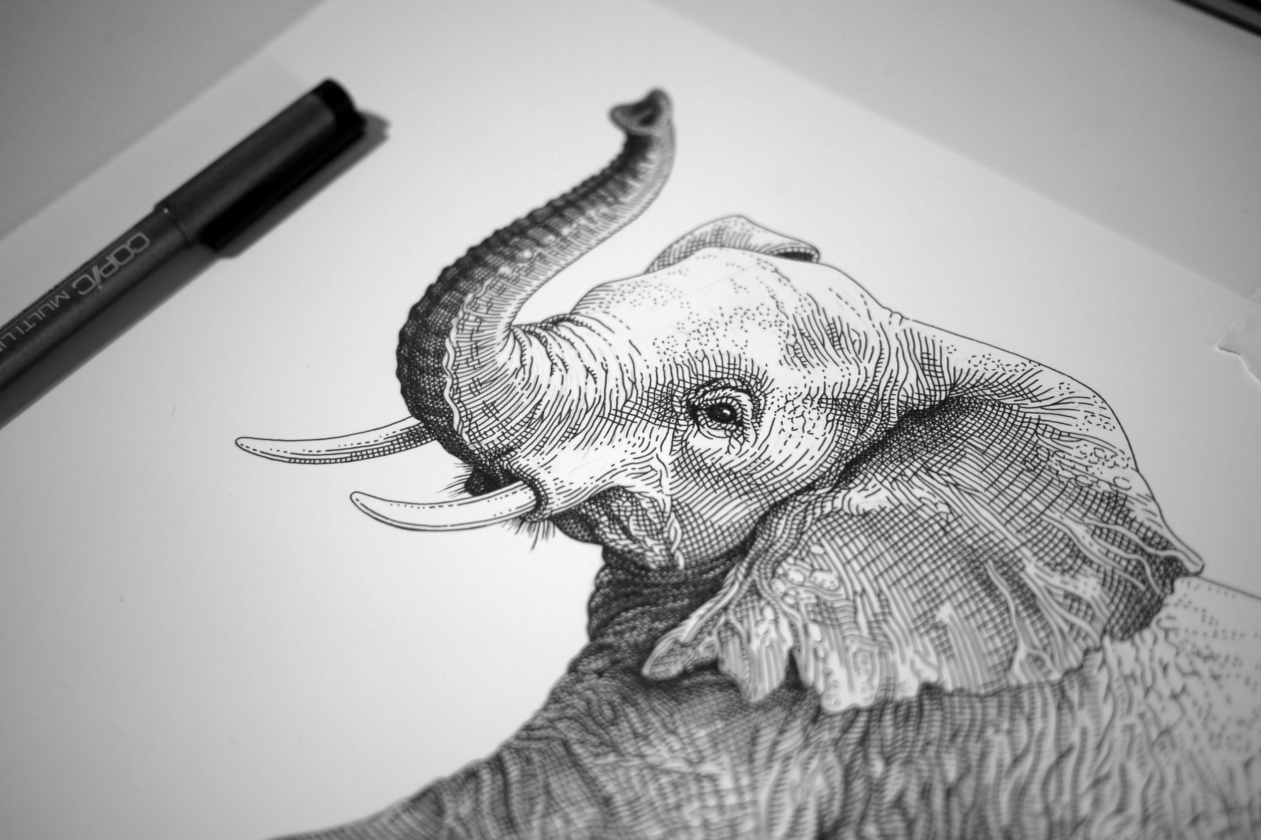 Elephant WIP3.jpg