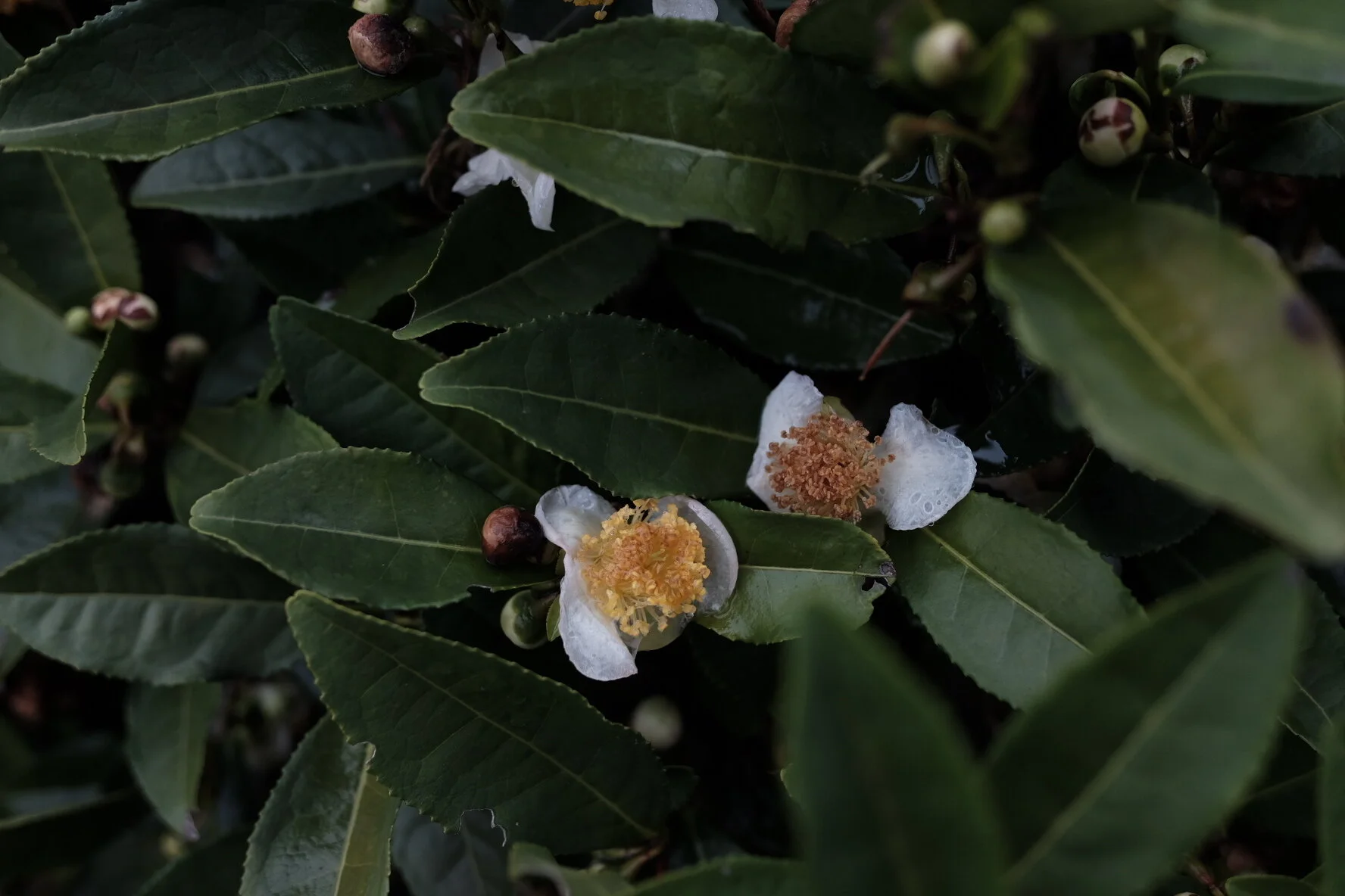 Camellia-Sinensis-Tea-Plant.jpg