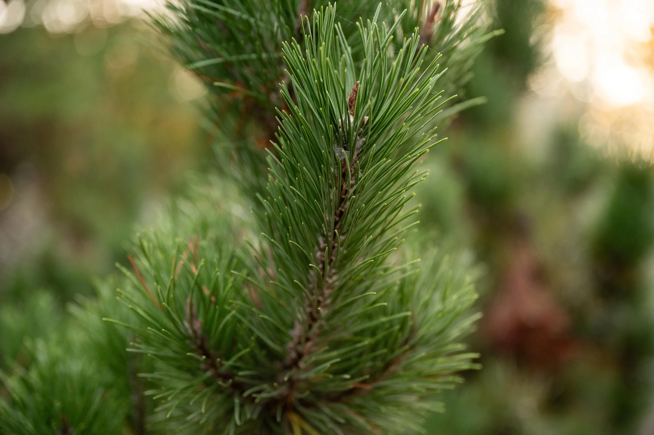 Pine Branches