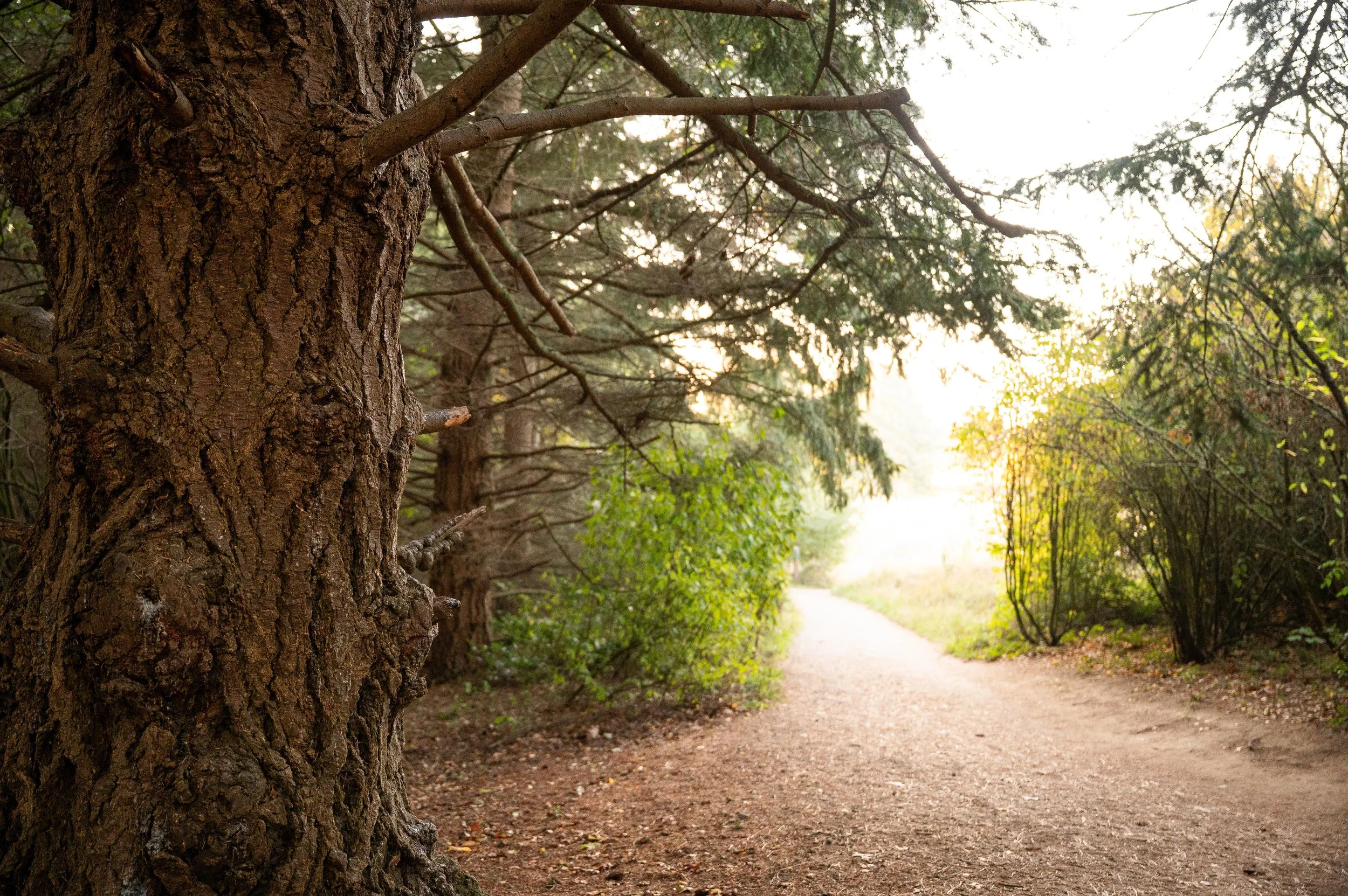 Dark Tree, Bright Path