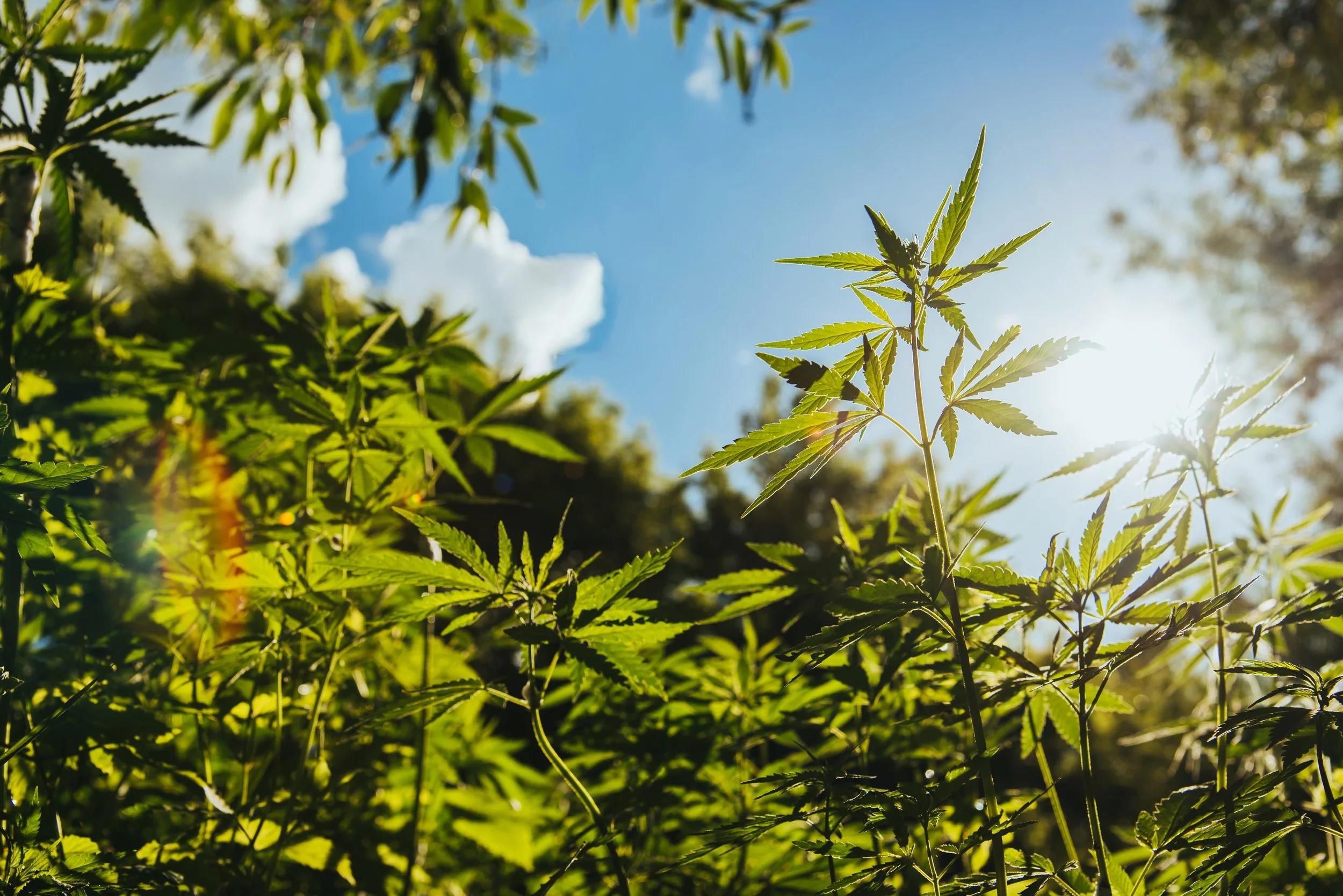 Six Ways Hemp is Helping Create a Non-Toxic World