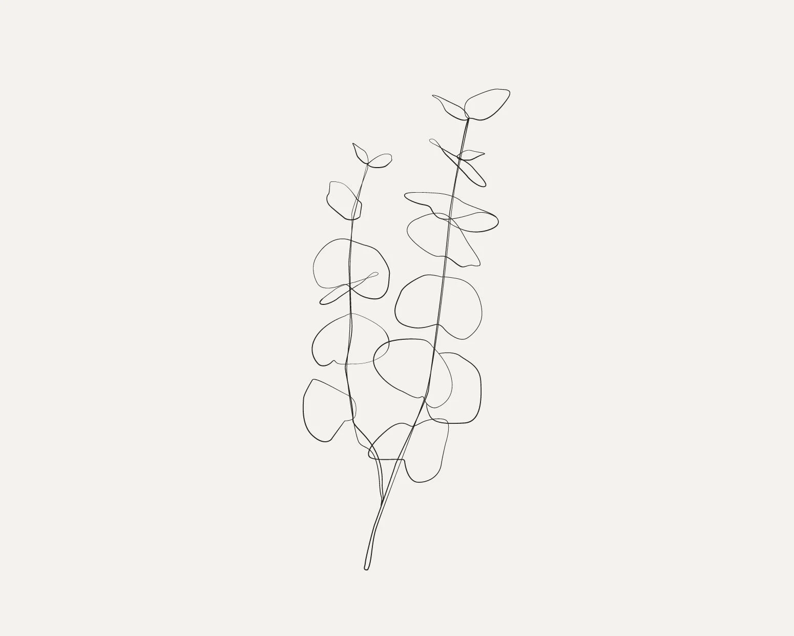 Eucalyptus