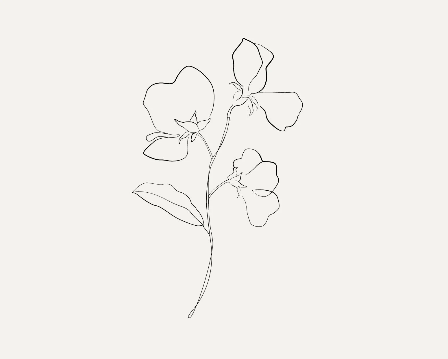Poppy