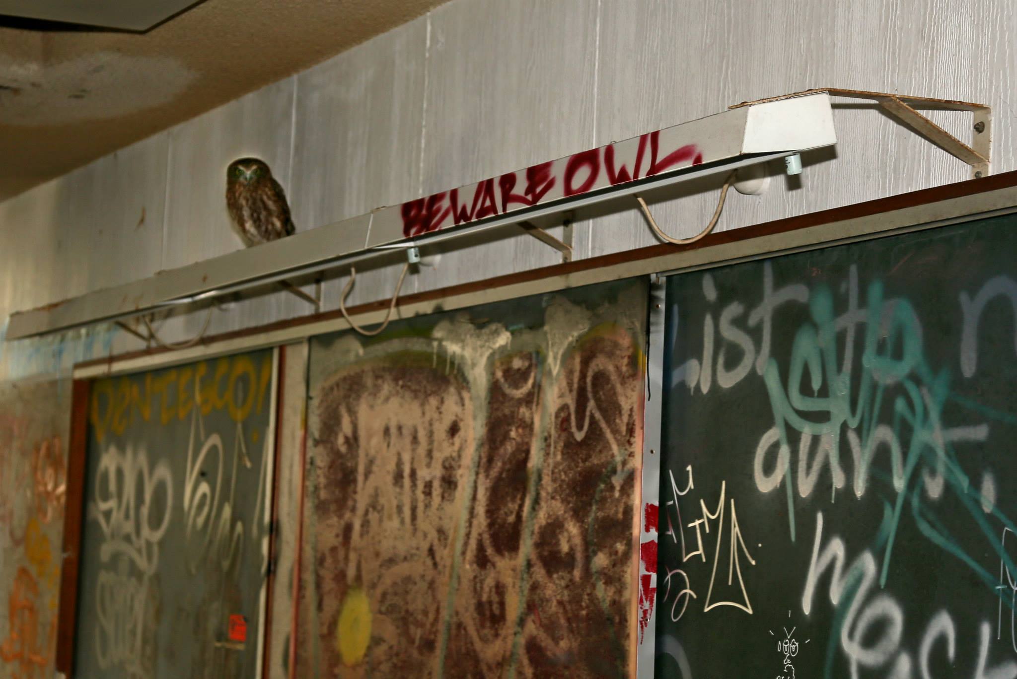 beware_owl_QCA.jpg