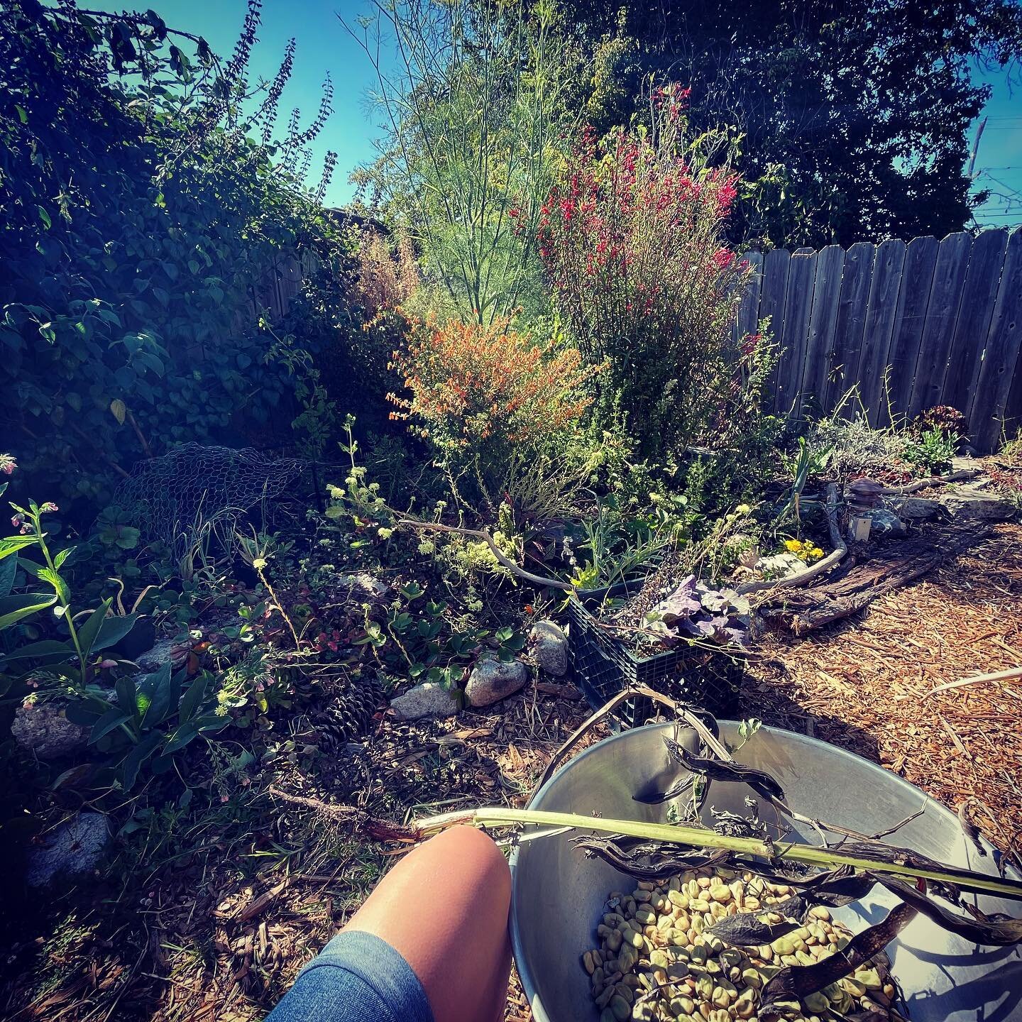 I spent many hours of 2020 in the garden. Best advice I could give anyone is to just keep trying and don&rsquo;t be afraid to fail. When it comes to gardening you reap what you sew. #goldengategardening #fogbelt #favabeans #organicgardening #urbangar