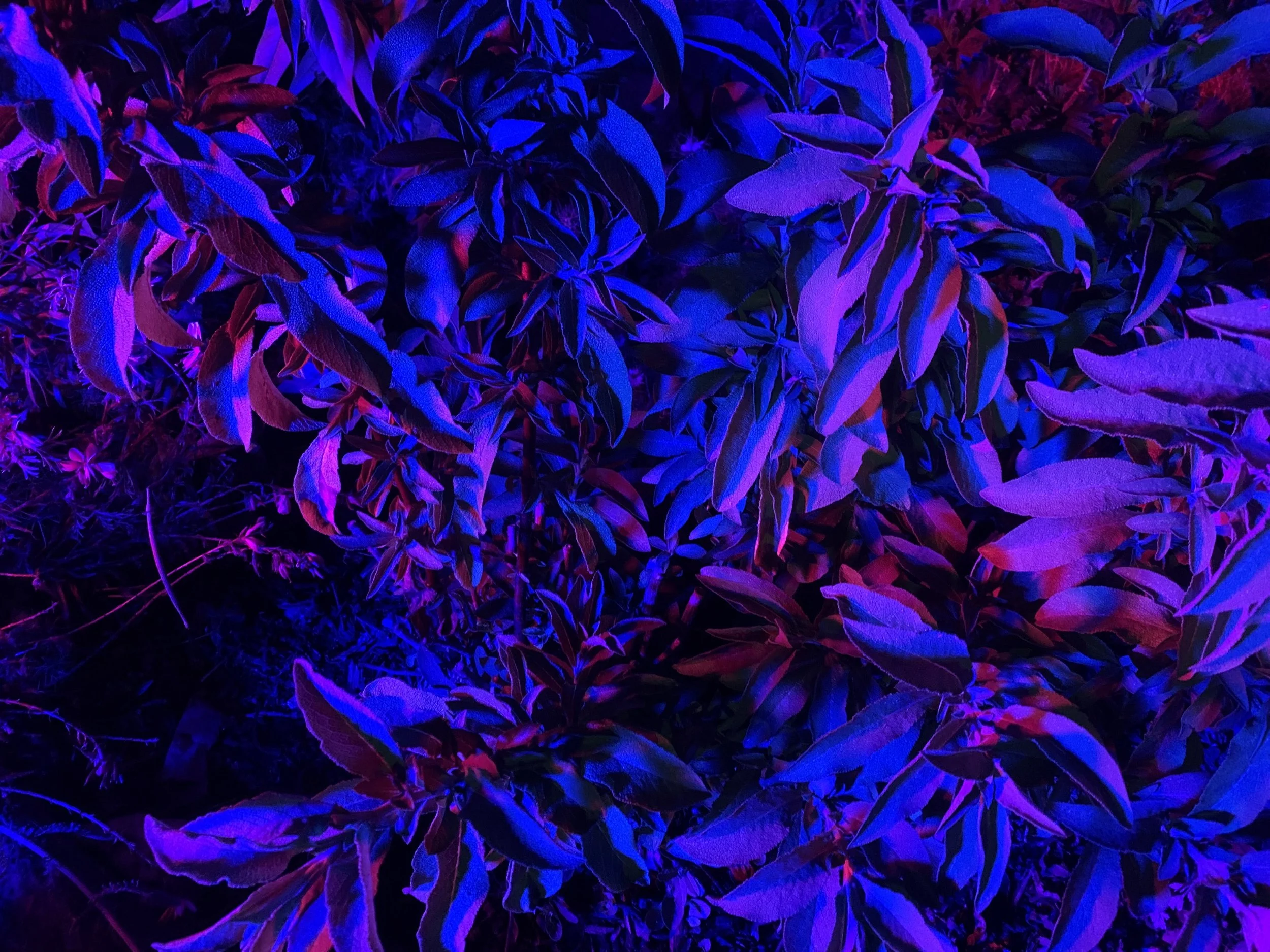 IMG_8316.jpeg