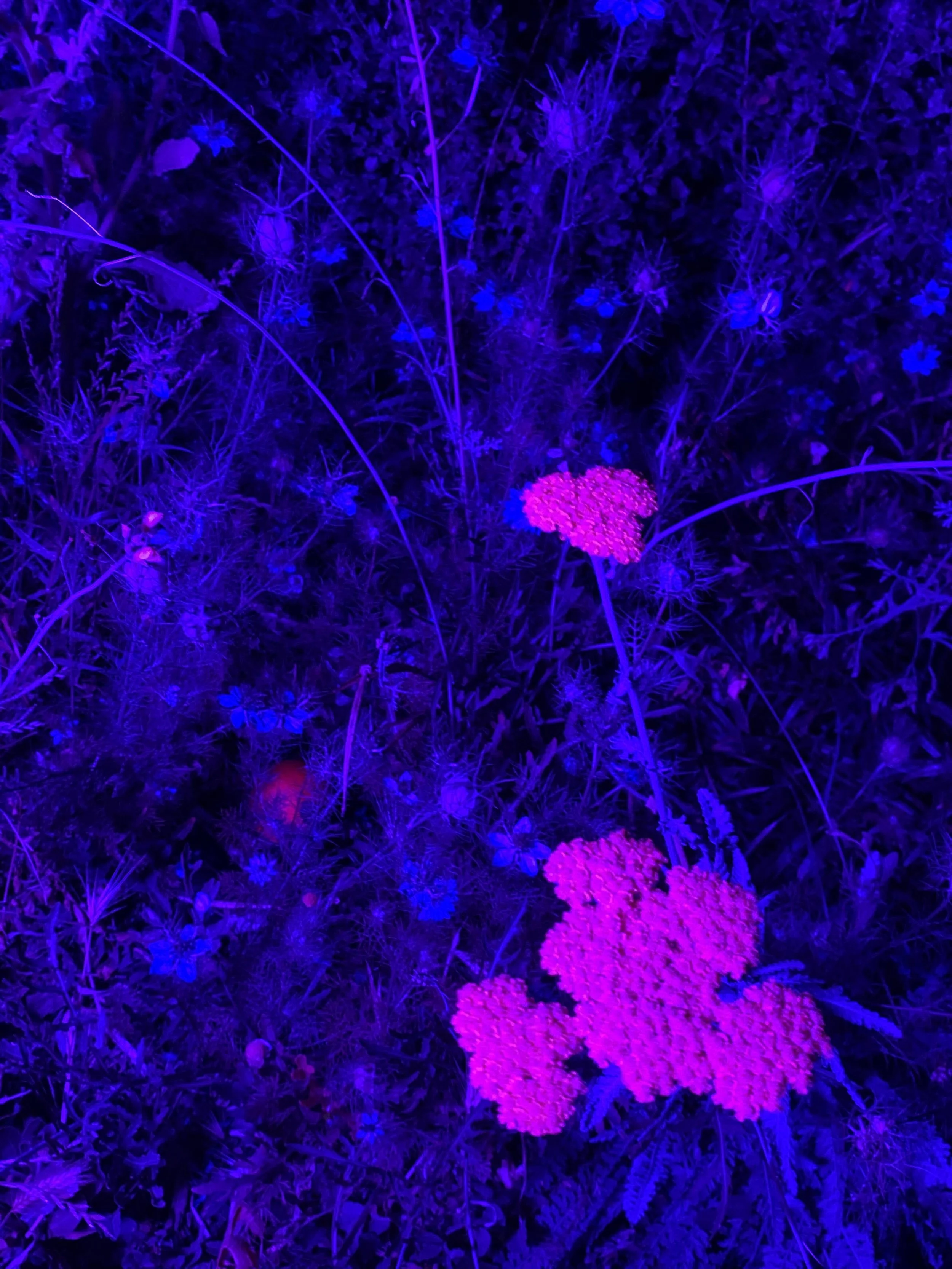IMG_8310.jpeg