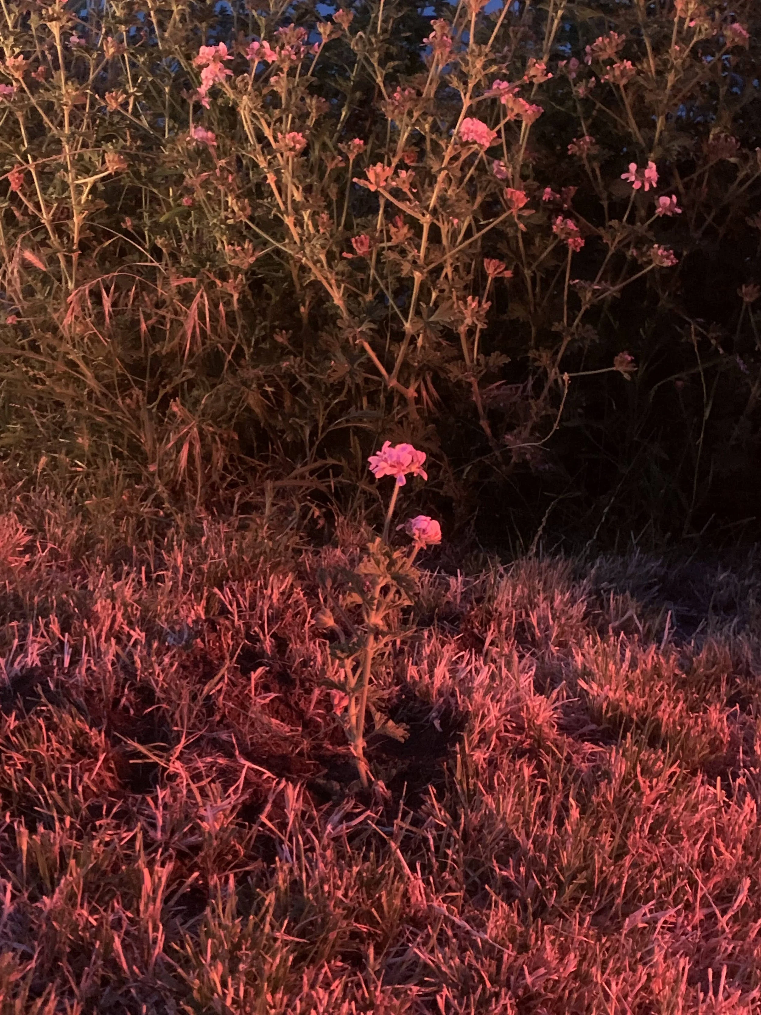 IMG_8190.jpeg
