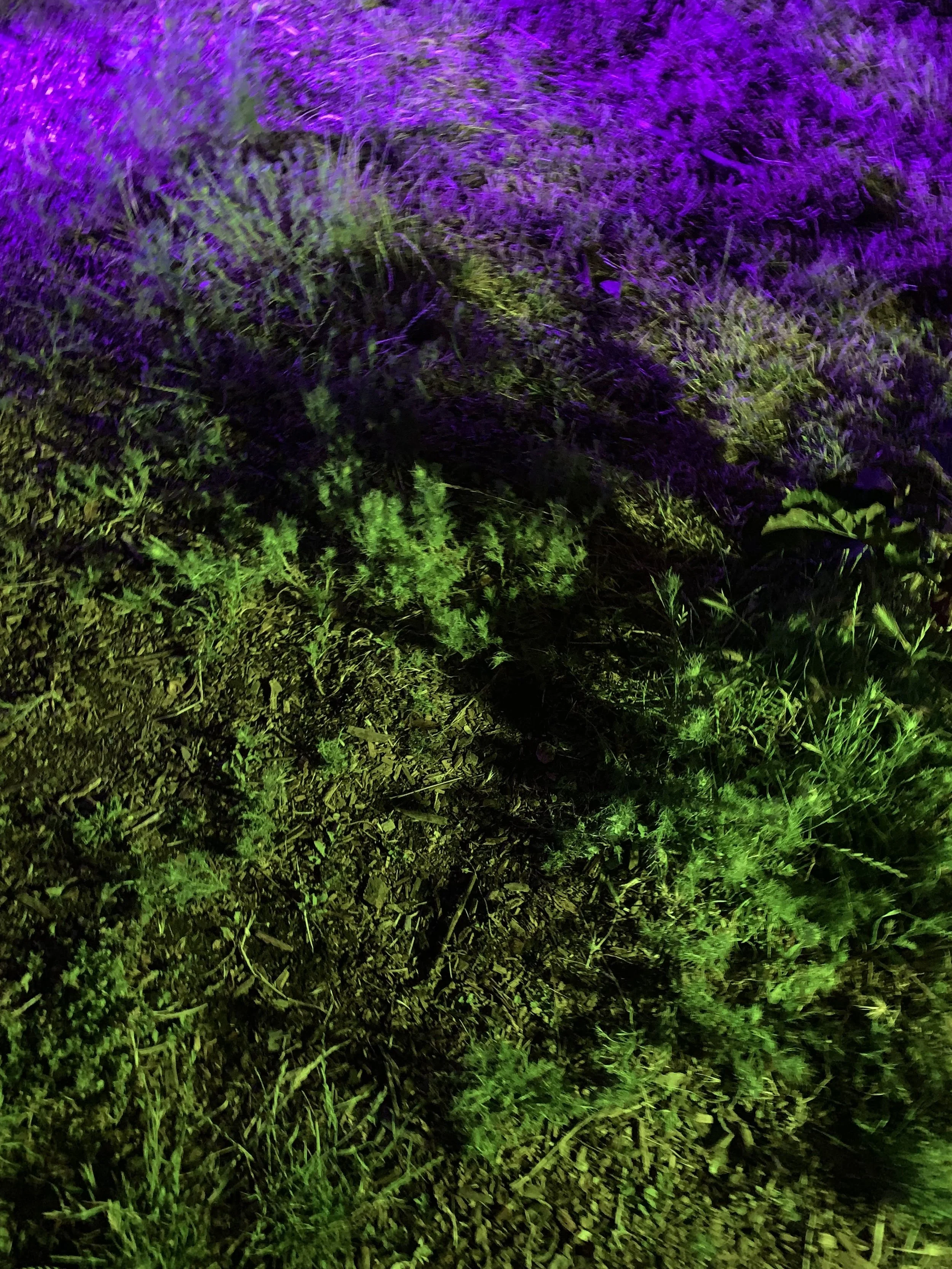 IMG_8298.jpeg