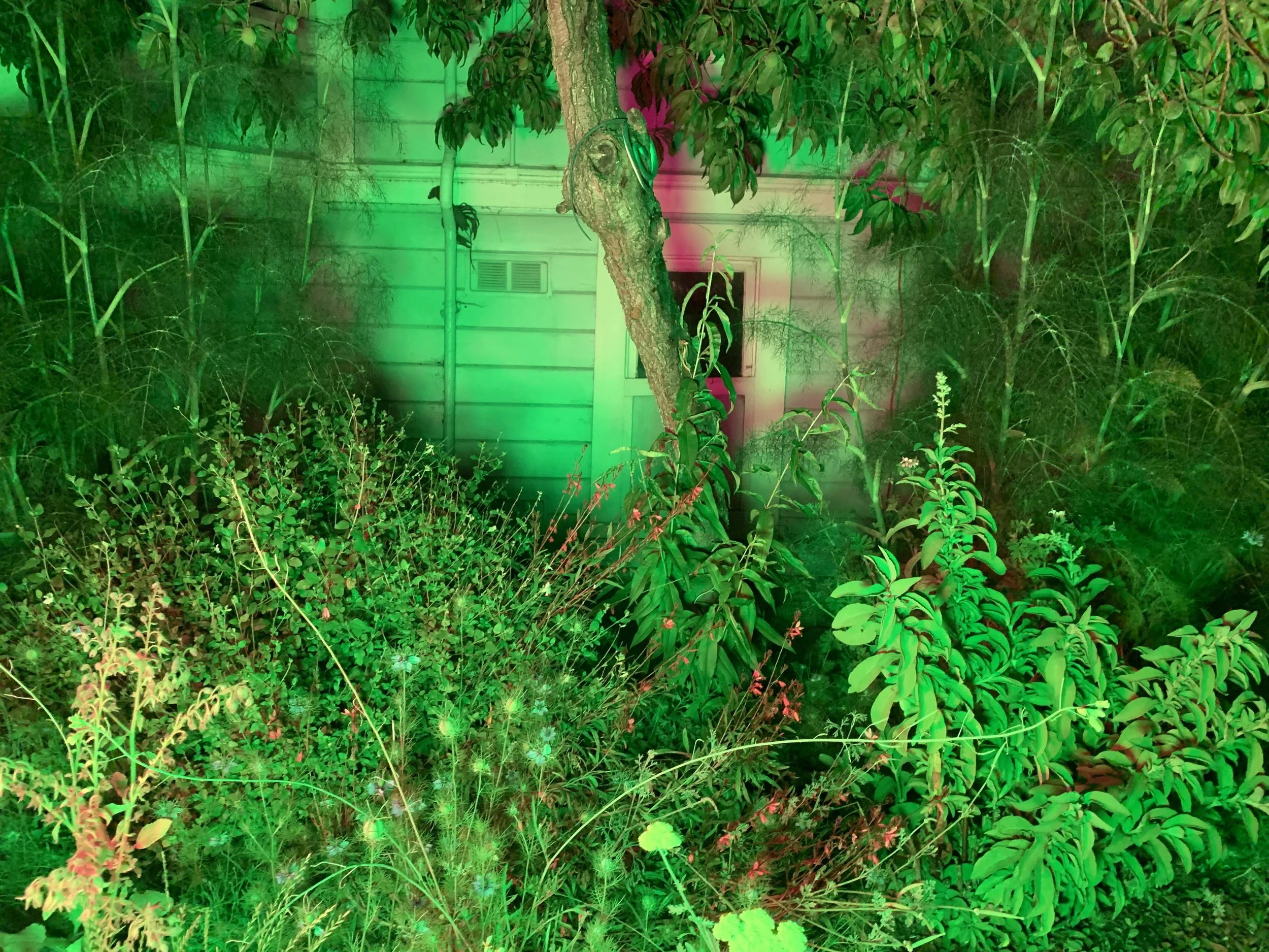 IMG_8318.jpeg