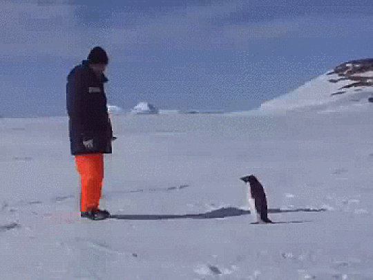 PENGUINS: 1 | HUMANS: 0