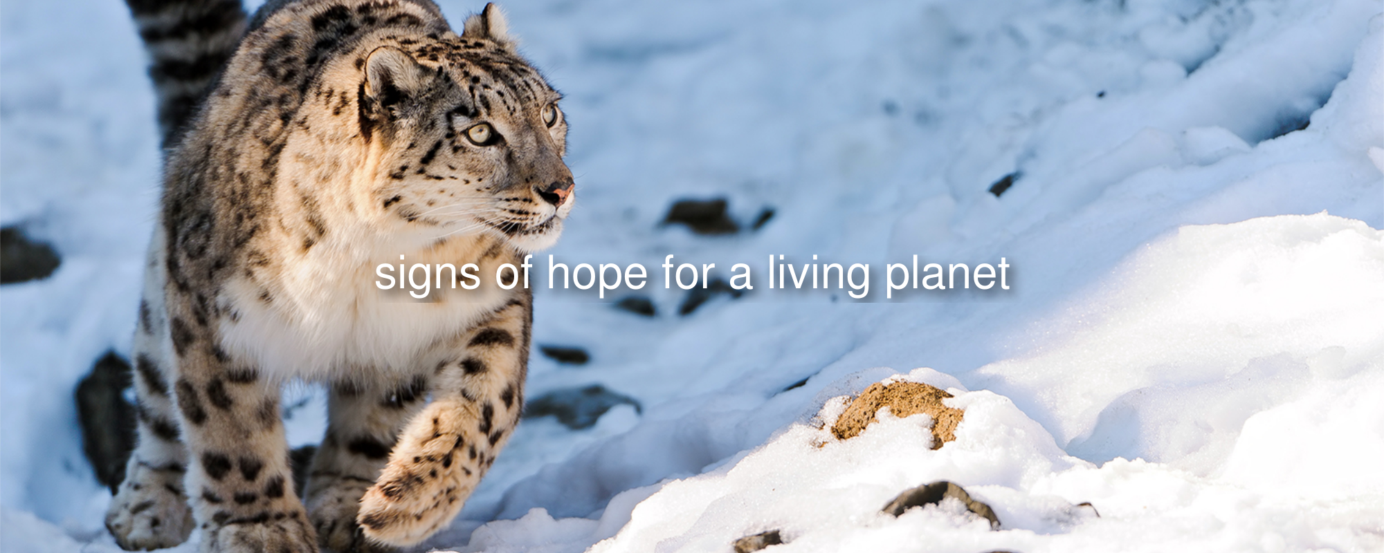 Snow leopard in Southern China (Image credit: Tambako/Flickr