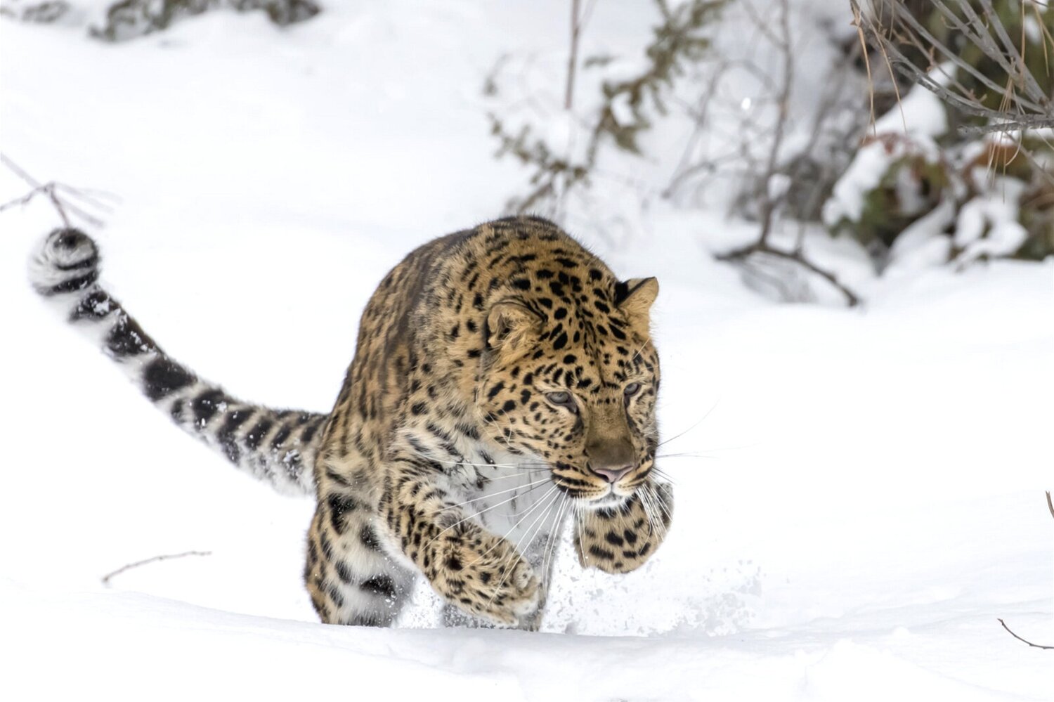 An Amur Leopard mid hunt. Image credit: Alamay