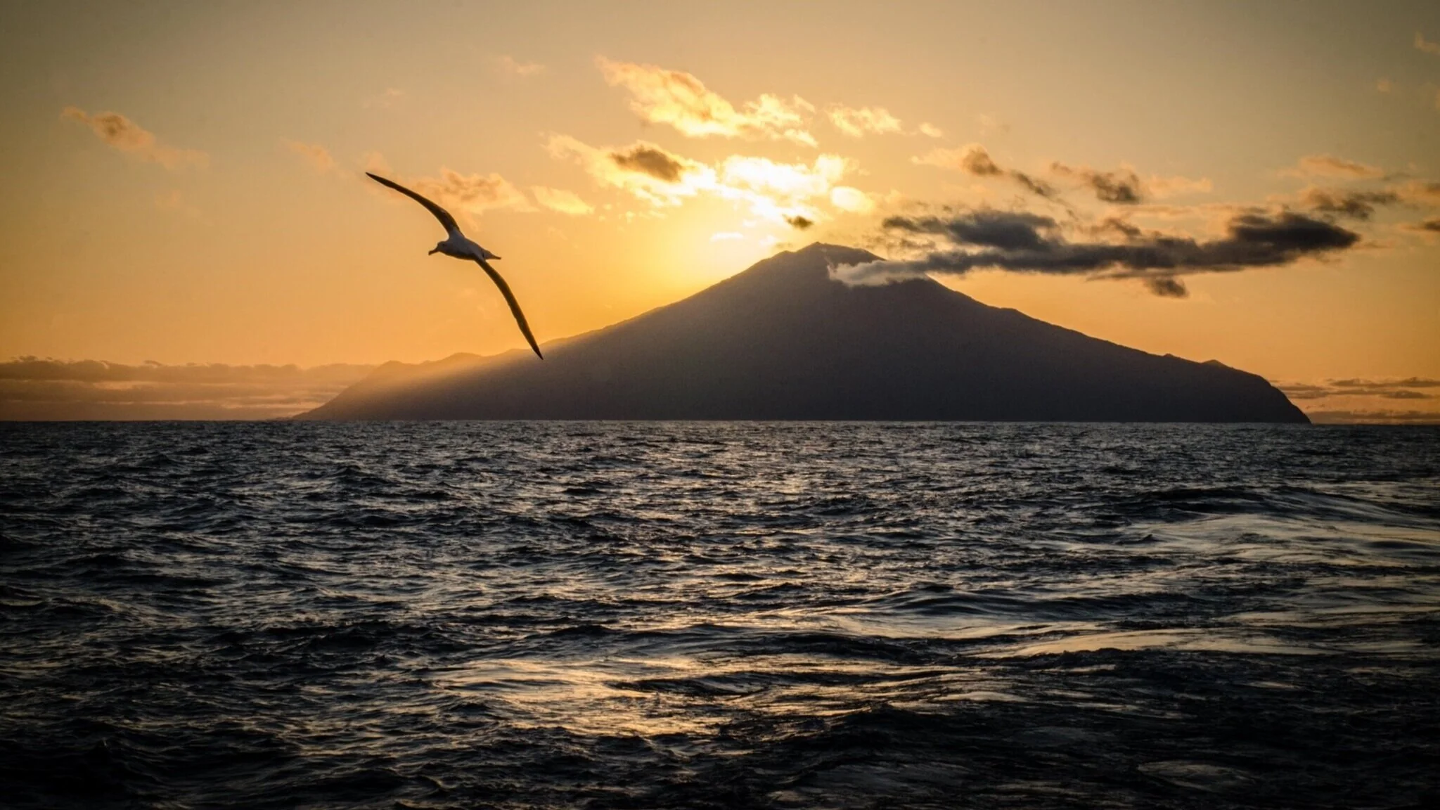 99 Good News Stories You Probably Didn't Hear About in 2020 Conservation+3.jpg