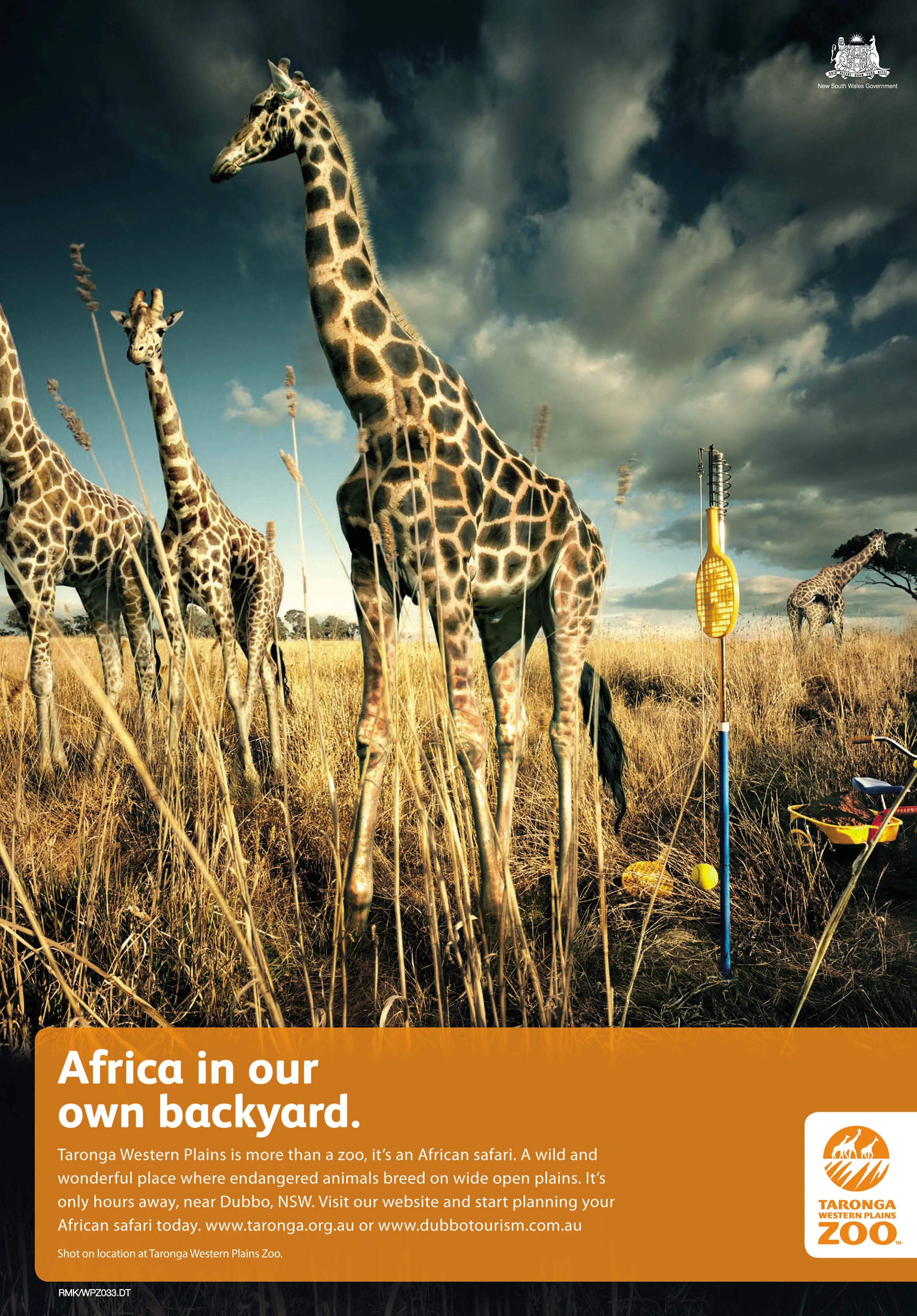 WPZ033-African Giraffe Daily Telegraph FINAL.jpg