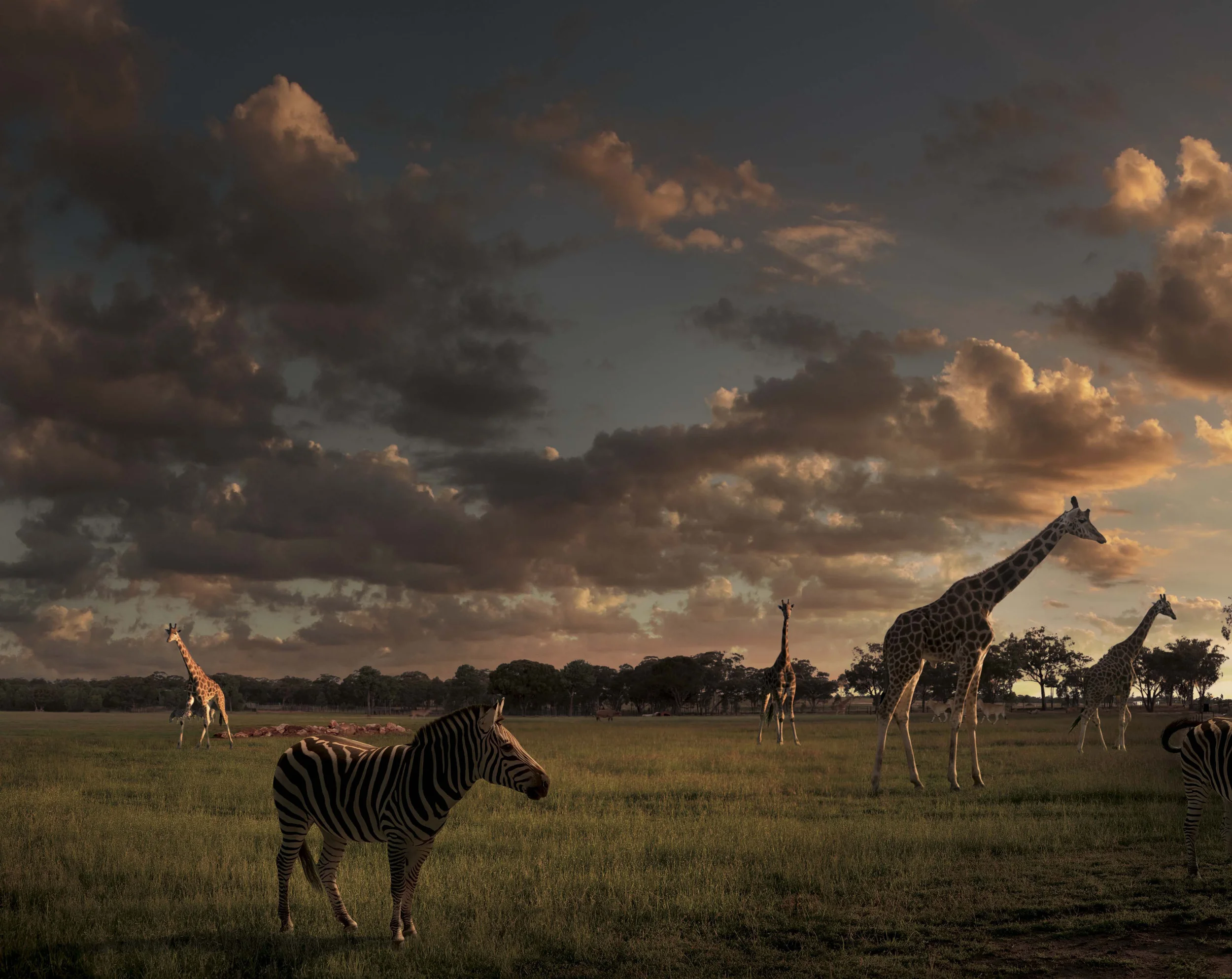 Zoo full A2cu.jpg