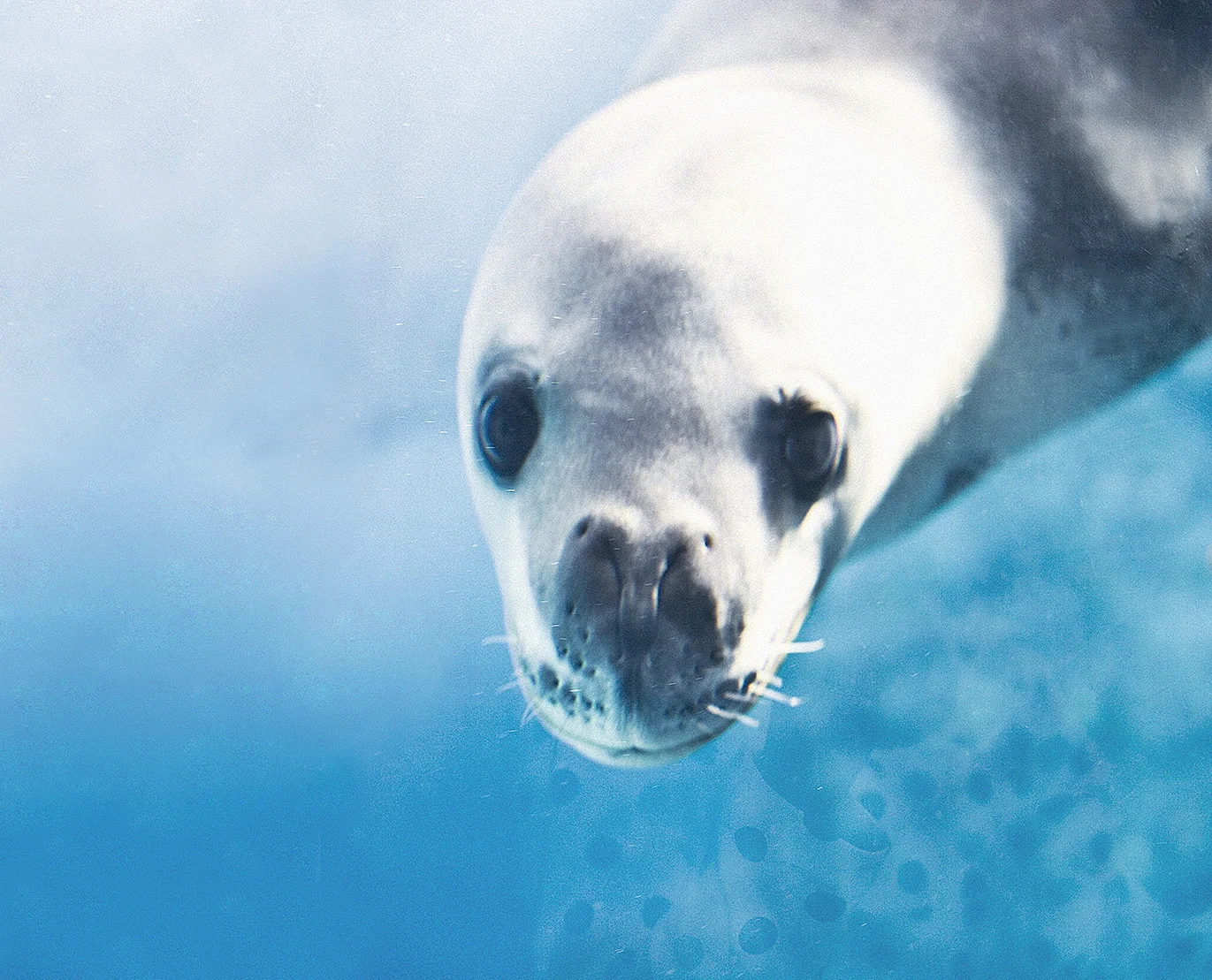 Seal 3B.jpg