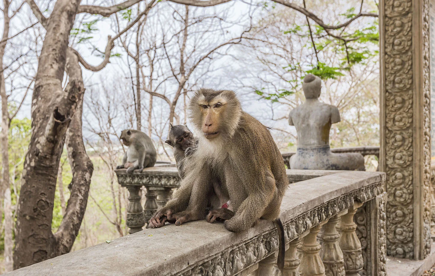 MonkeysB.jpg