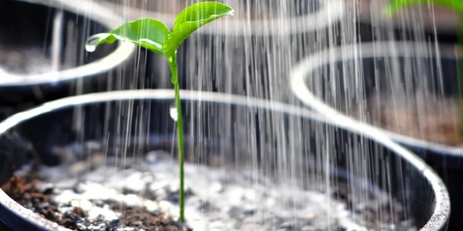 WATERING-PLANTS.jpg