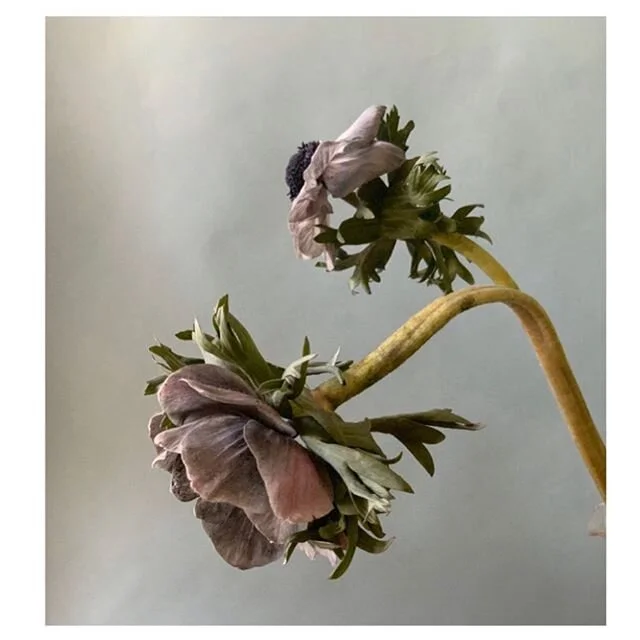 What winter does.
#winter #flowers #floraldesign #stilllife #anenome #gray