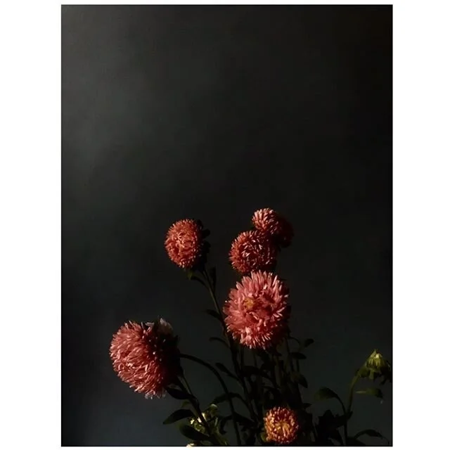 Seeking the light.  #winterweary #flowers #wheresthesun #floralstylist #thistooshallpass