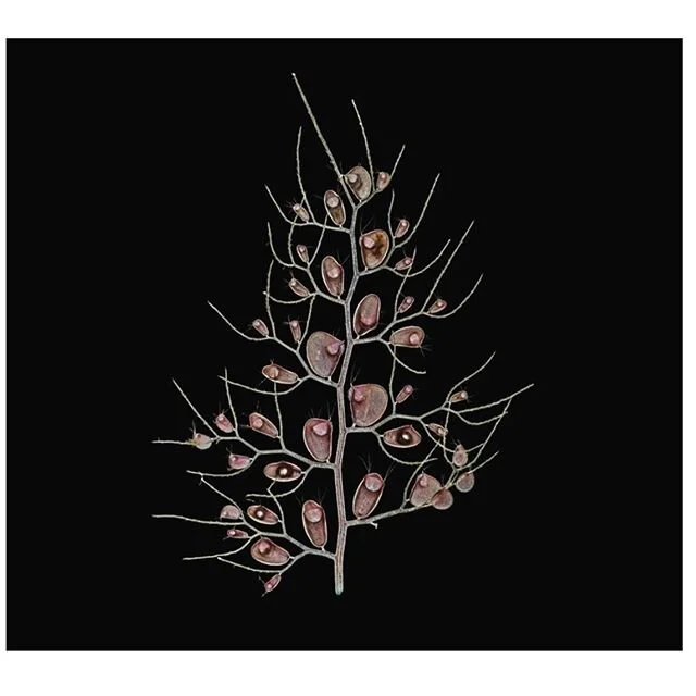 Bladderwort. Photo from @natgeo #weliveinabeautifulworld #flora #flowers #plants