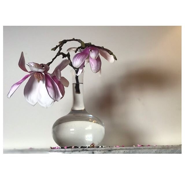 The magnolia is in bloom.
#21daysathome. #magnolia #spring #floraldesign #weliveinabeautifulworld #grateful