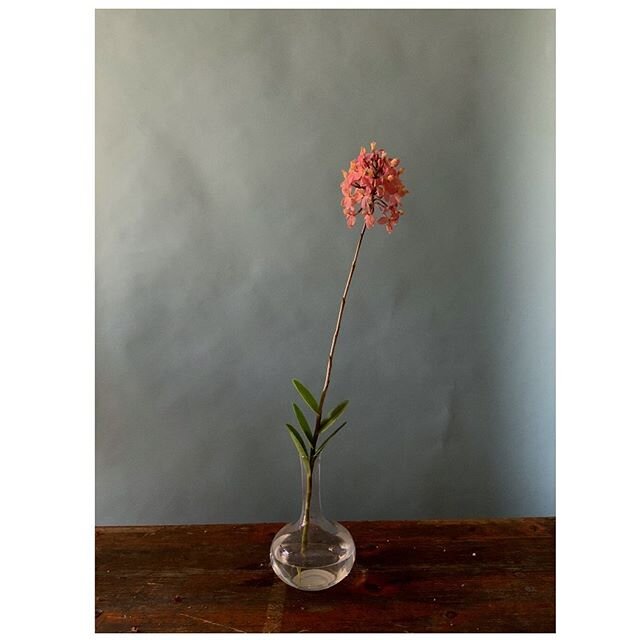Missing this orchid.
#flower #orchid #mondayvibe #fiveweeksinside #wfh #design #floraldesign #quietspring