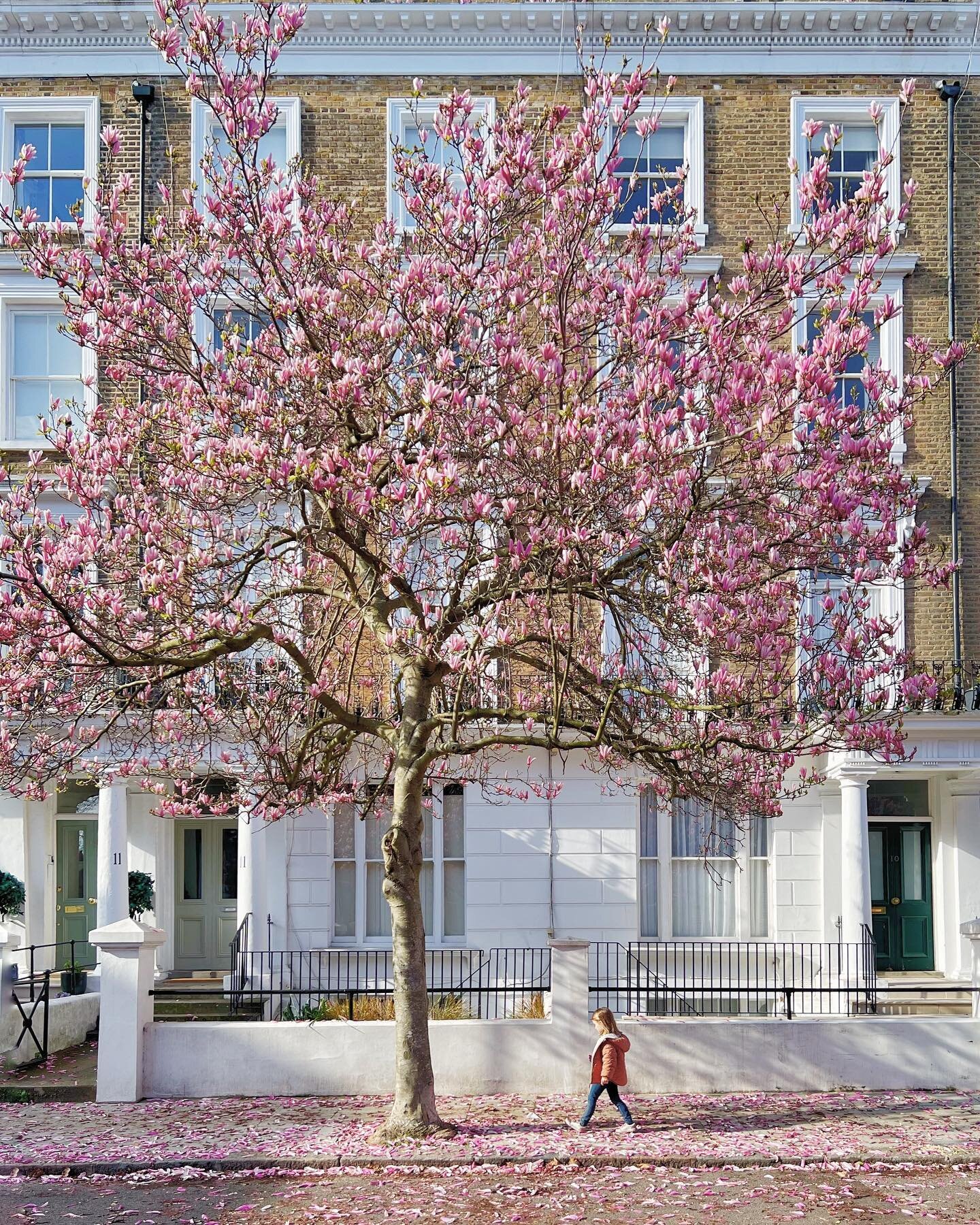 👧🏼🌸✨ Every year I take a picture of my Charlie here under the blossoming magnolias near my home, and I marvel at how she is growing and changing. And this year I just felt like sharing it here on Insta. I hope that you are all doing really well! S