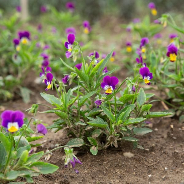 anna-viola-flowers.jpg