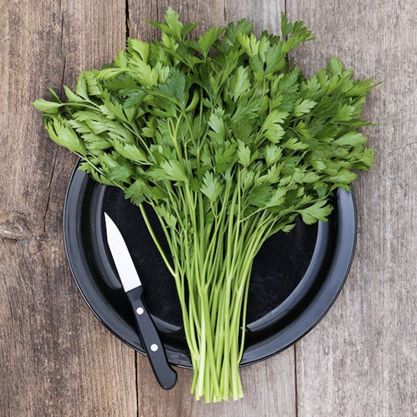 Giant italian parsley.jpg