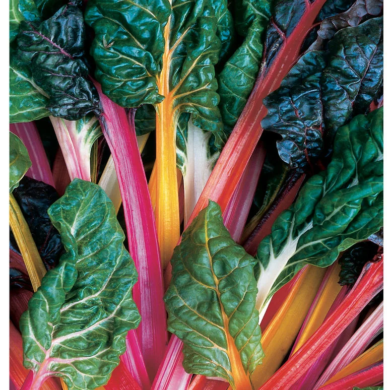 rainbow chard.jpg