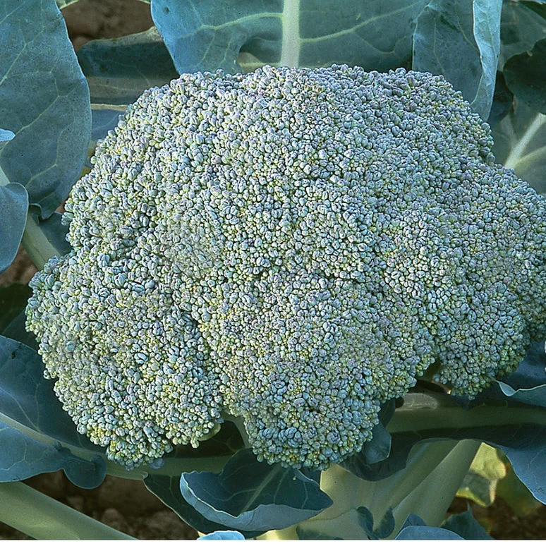Broccoli_Gypsy-johnnyseeds.jpg