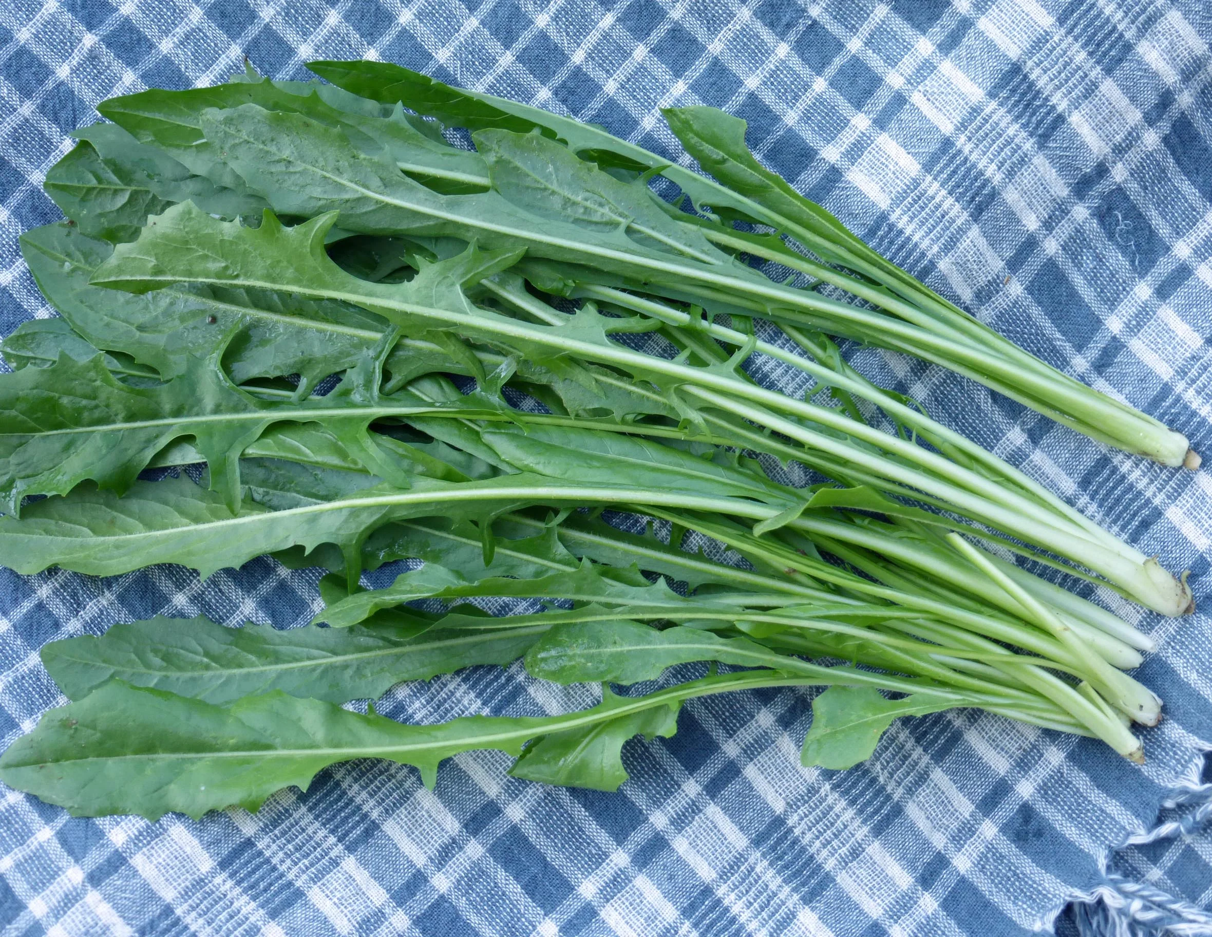 catalogna-chicory_LRG.jpg