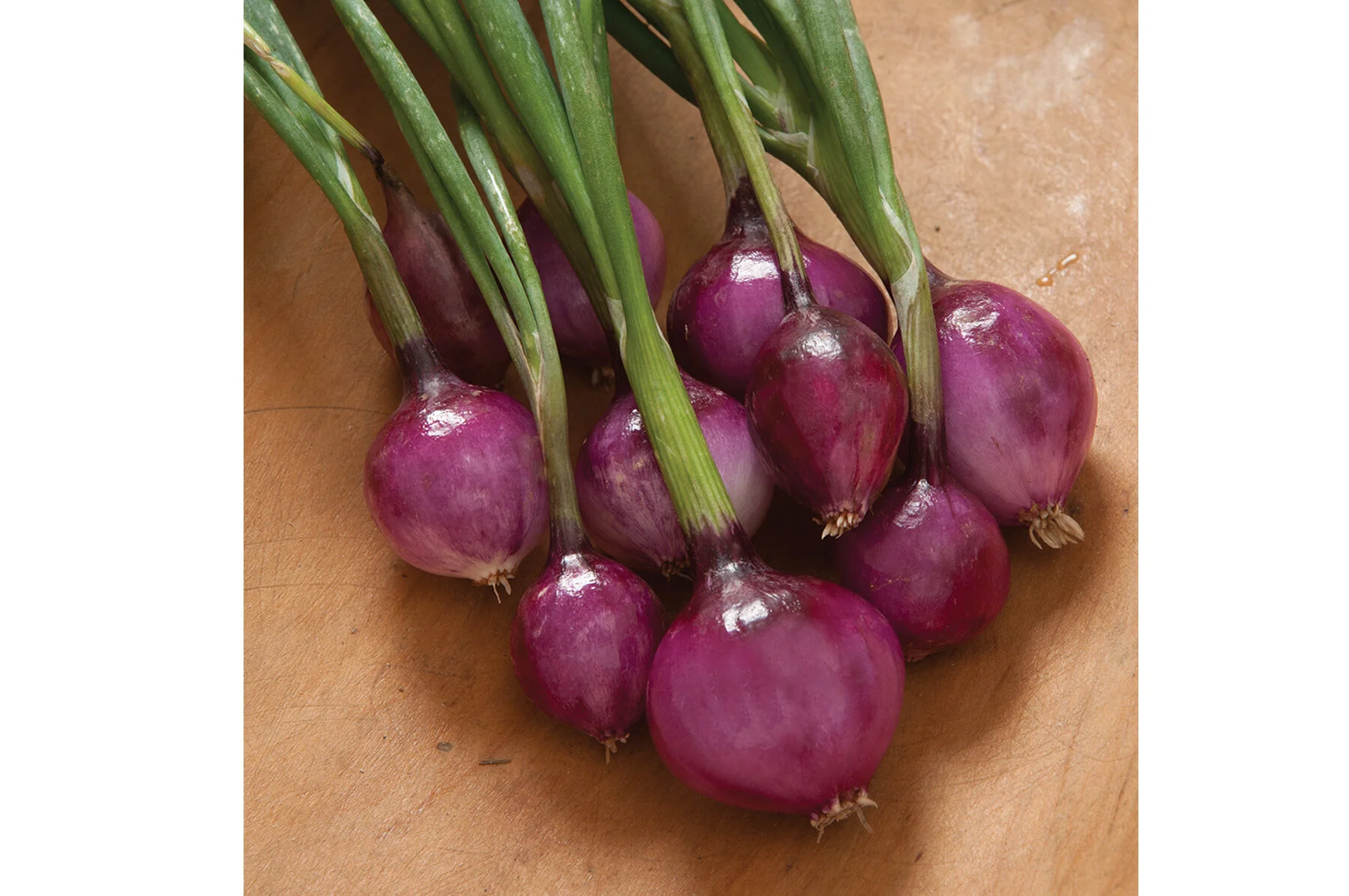 00499g_01_purplette.jpg