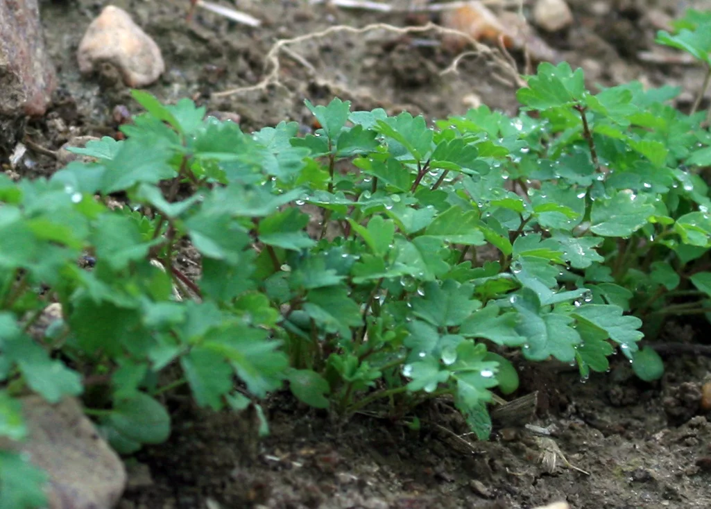 salad-burnet_LRG.jpg