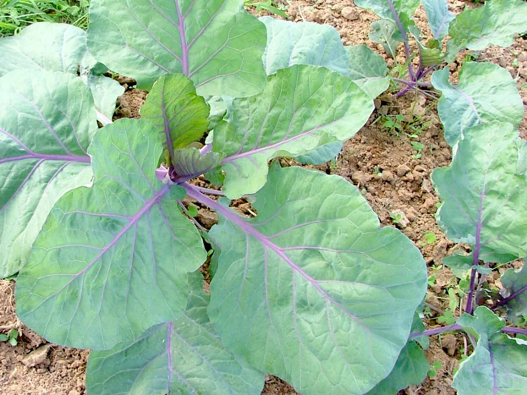 alabama-blue-collards_LRG.jpg