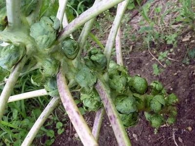 brussels-sprouts-catskill-a5770f6f890939db98a90aa600463fba.jpg