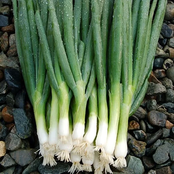 parade scallions.jpg