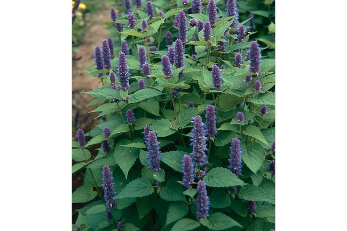 anise_hyssop.jpg