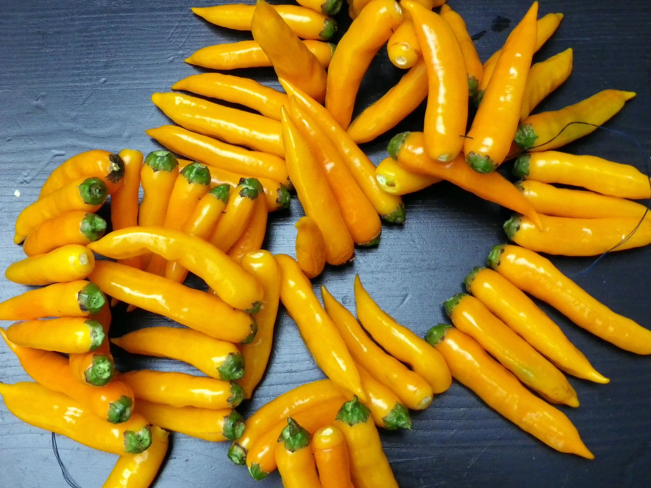 hot-pepper-aji-chinchi-amarillo_LRG.jpg