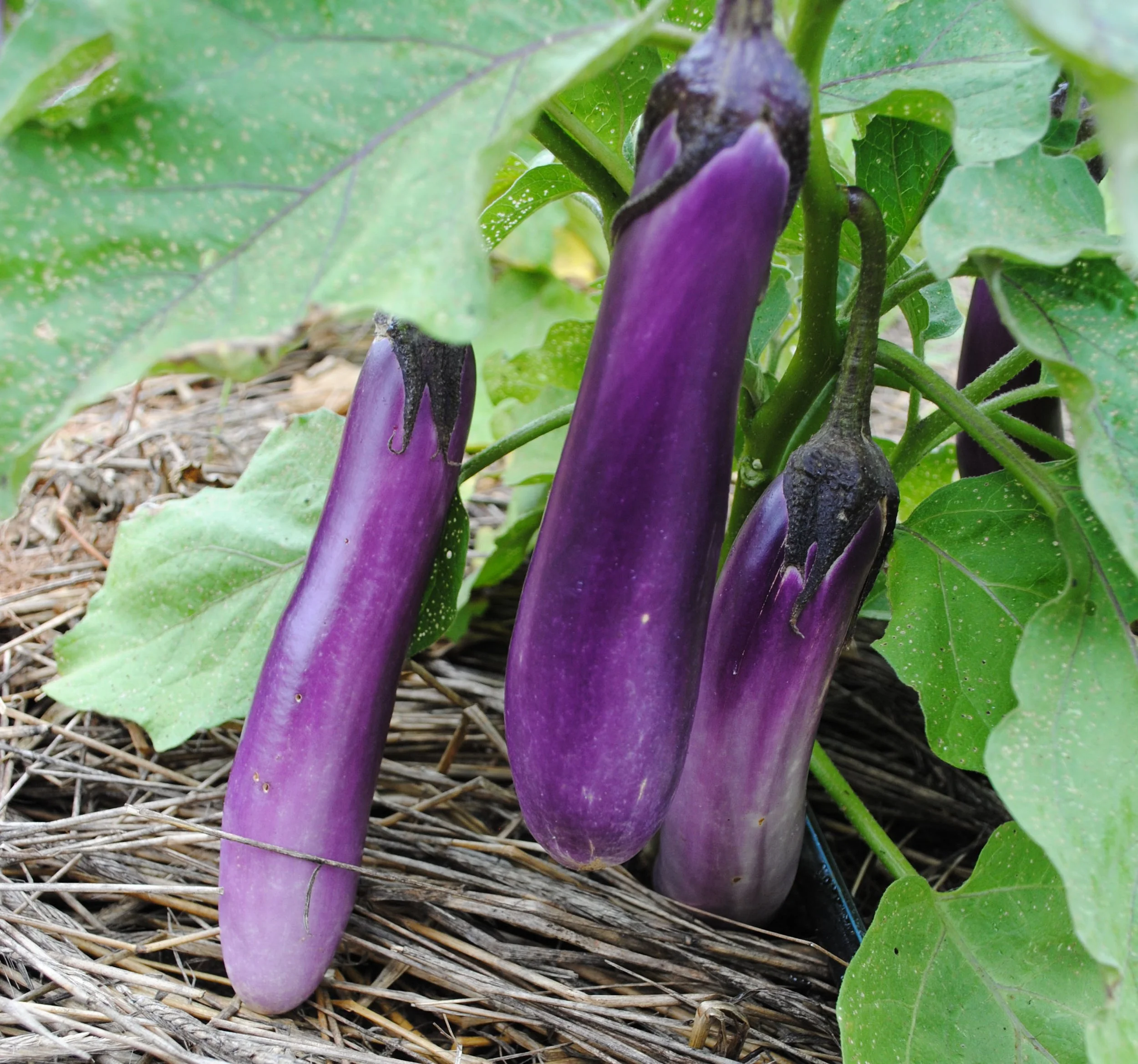 ping-tung-long-eggplant_LRG.jpg