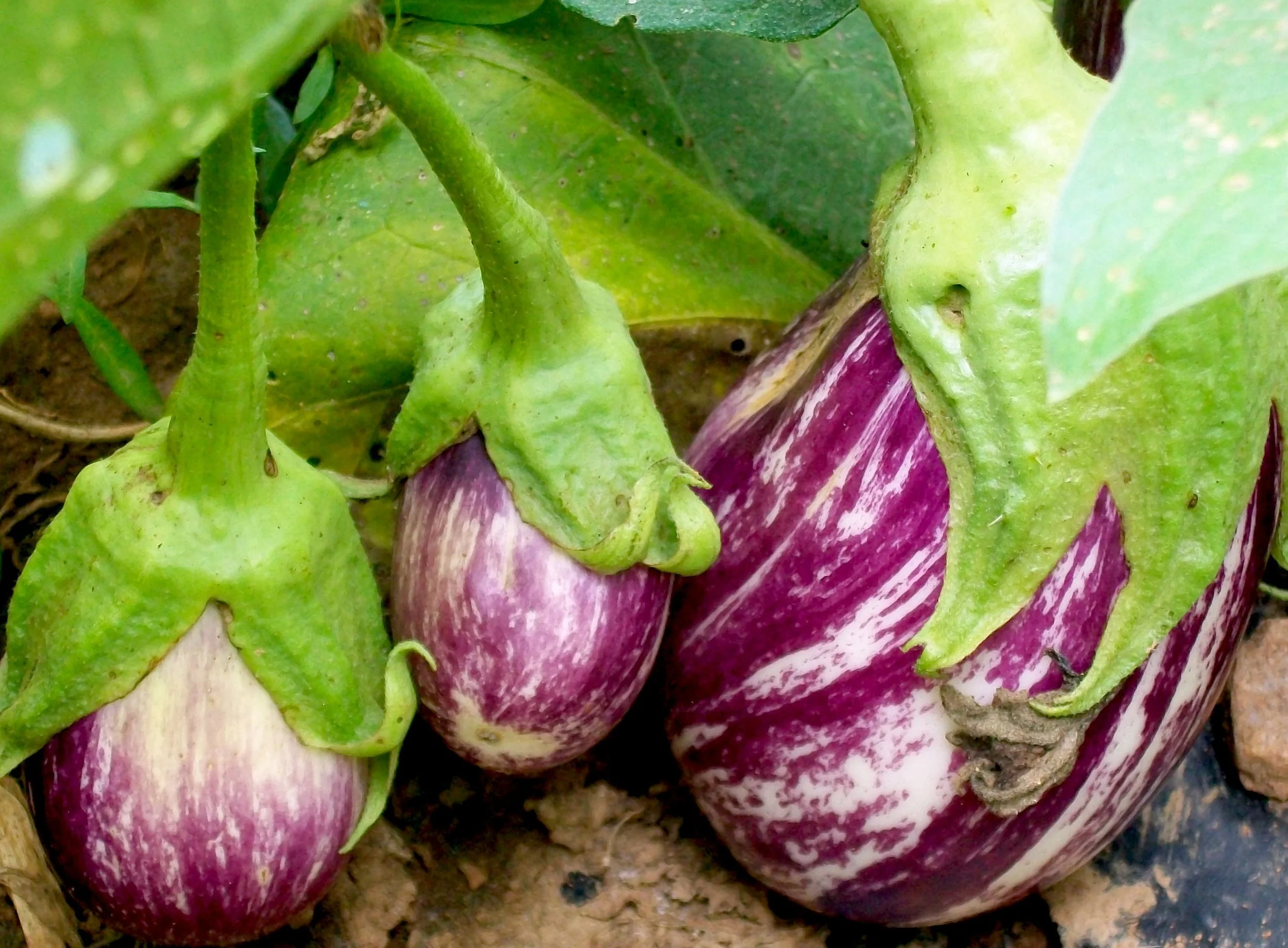 listada-de-gandia-eggplant_LRG.jpg
