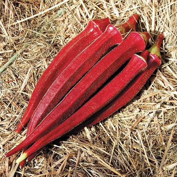 burgandy-okra.jpg