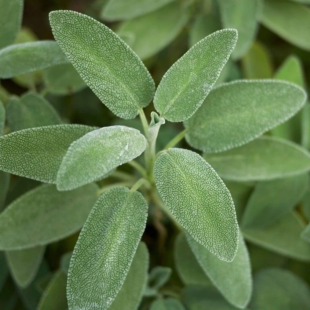 sage-broadleaf-salvia-officinalis-seeds-amkha-seed_827_1024x.jpg